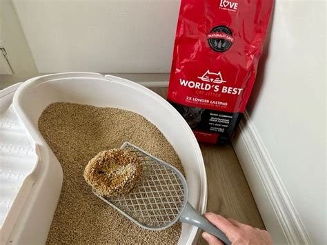 best odour control cat litter|The Best Cat Litters For Odor Control 2023, Tested.